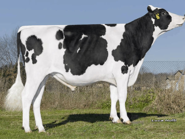 Zijaanzicht van de zwartbonte holstein frysian stier DG Phoenix