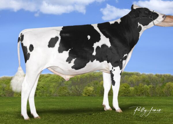 Zijaanzicht van de zwartbonte holstein frysian stier Pipeline