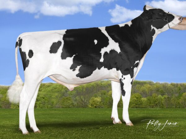 Zijaanzicht van de zwartbonte holstein frysian stier Pipeline