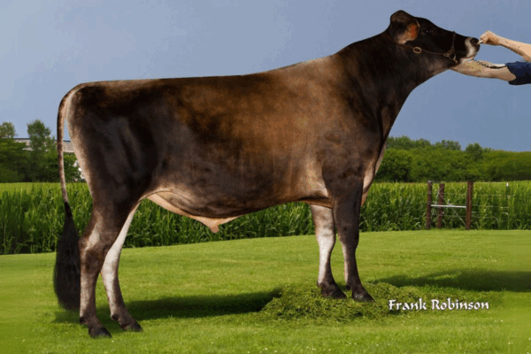 Zijaanzicht van de Jersey stier Pittsfield P