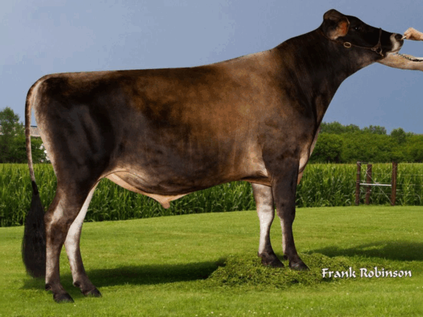 Zijaanzicht van de Jersey stier Pittsfield P
