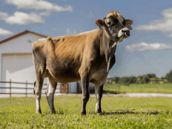 De Jersey stier Quentin