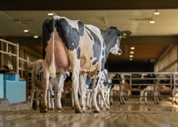 Achteraanzicht van de moeder OCD Captain Rae van de zwartbonte holstein frysian stier Rad