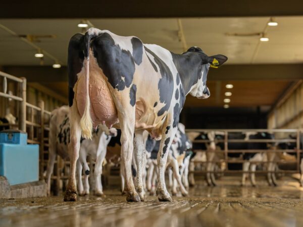 Achteraanzicht van de moeder OCD Captain Rae van de zwartbonte holstein frysian stier Rad