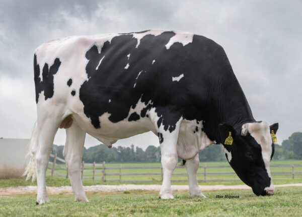 Zijaanzicht van de zwartbonte holstein frysian stier Rad