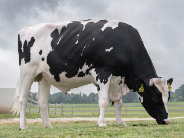 Zijaanzicht van de zwartbonte holstein frysian stier Rad