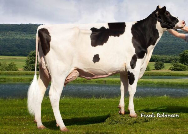 Zijaanzicht van Moeder Fairmont Salvatore Doris ET van de roodbonte holstein frysian stier Redlea*RC