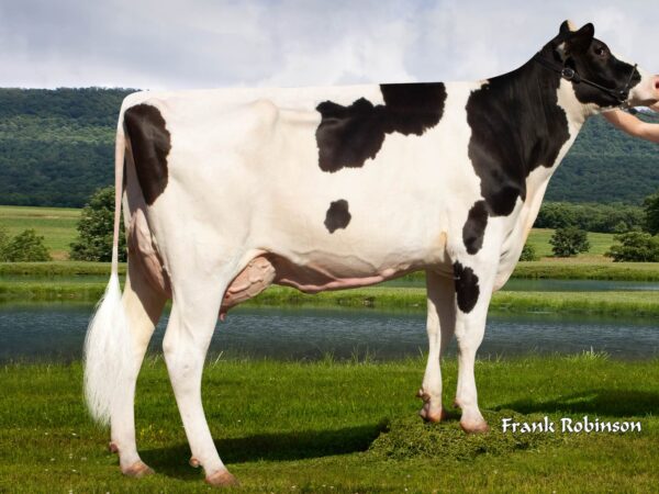 Zijaanzicht van Moeder Fairmont Salvatore Doris ET van de roodbonte holstein frysian stier Redlea*RC