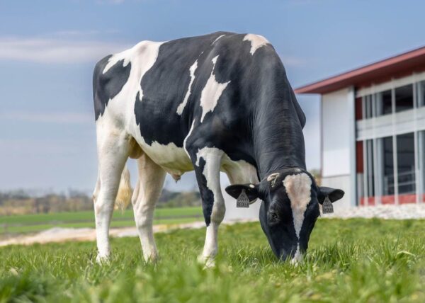 Graasfoto van de roodbonte holstein frysian stier Redlea*RC