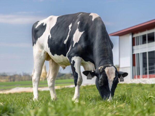 Graasfoto van de roodbonte holstein frysian stier Redlea*RC