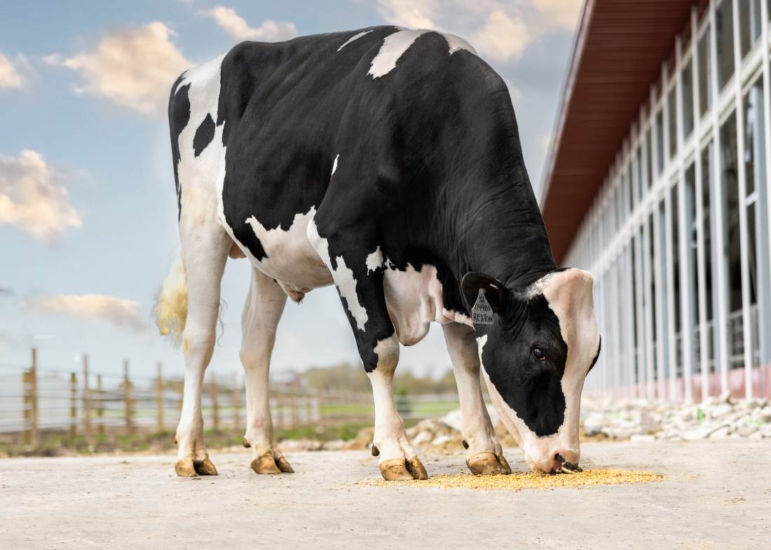 Zijaanzicht van de zwartebonte holstein frysian stier Rexton