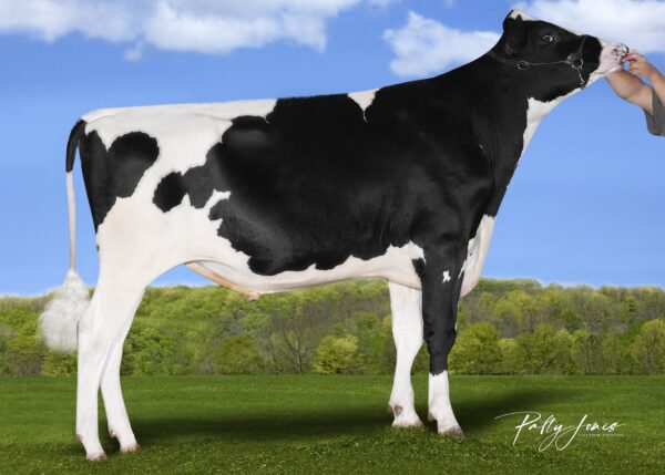 Een zijaanzicht van de zwartbonte holstein frysian stier Riesel