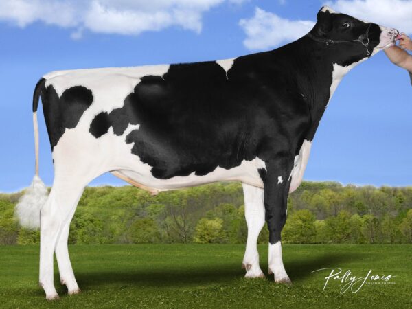 Een zijaanzicht van de zwartbonte holstein frysian stier Riesel
