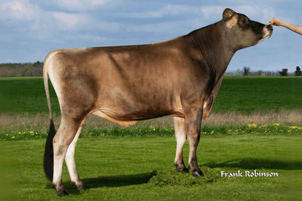 Zijaanzicht van de Jersey stier River