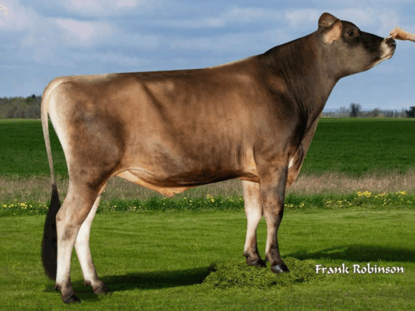Zijaanzicht van de Jersey stier River