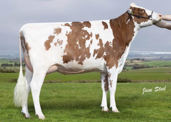Zijaanzicht van dochter Wyredale Refind Trixie Red VG 86 van de roodbonte holstein frysian stier Robin-Red