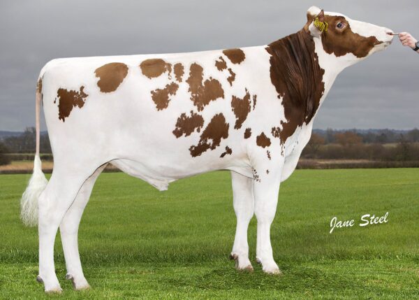 Zijaanzicht van de roodbonte holstein frysian stier Robin-Red