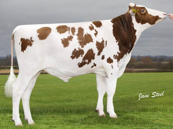 Zijaanzicht van de roodbonte holstein frysian stier Robin-Red