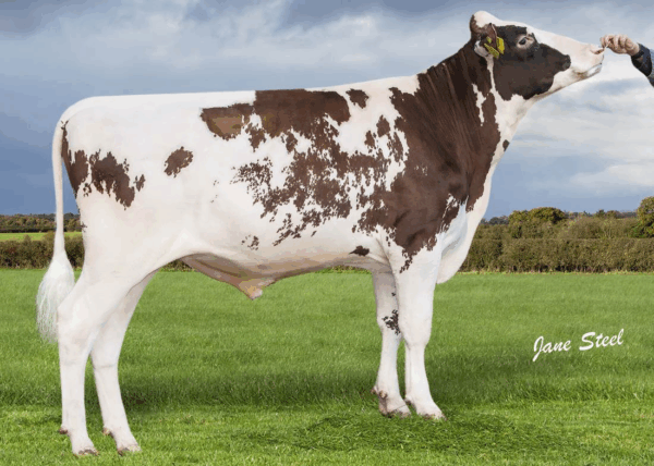 Zijaanzicht van de roodfactor holstein frysian stier Rock-Red