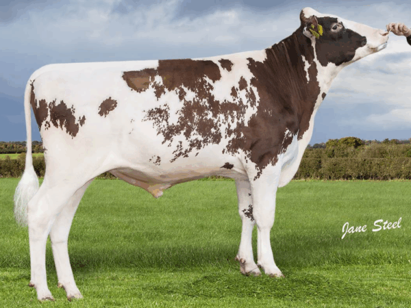 Zijaanzicht van de roodfactor holstein frysian stier Rock-Red