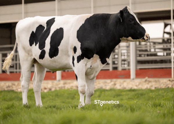 Zijaanzicht van de roodfactor holstein frysian stier Roddie PP RC