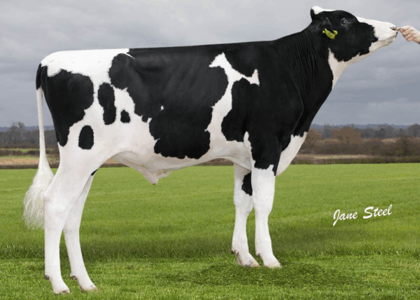 Zijaanzicht van de zwartebonte holstein frysian stier Rolo