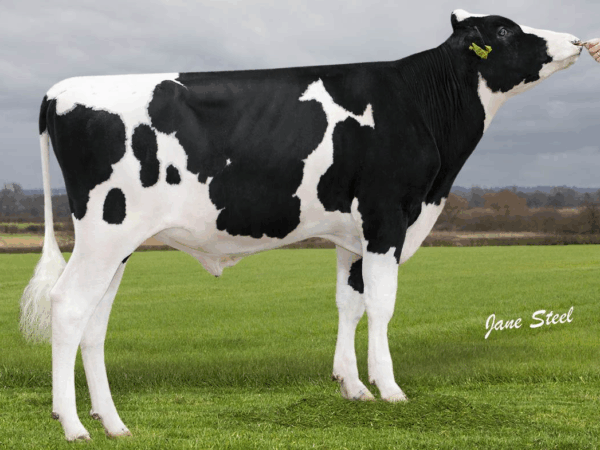 Zijaanzicht van de zwartebonte holstein frysian stier Rolo