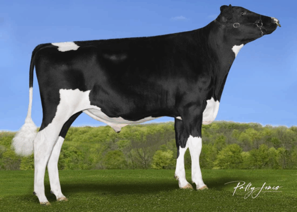 Zijaanzichte van de zwartbonte holstein frysian stier Roseville