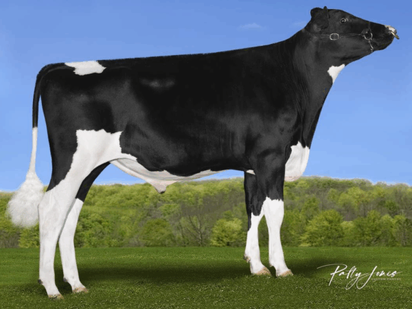 Zijaanzichte van de zwartbonte holstein frysian stier Roseville