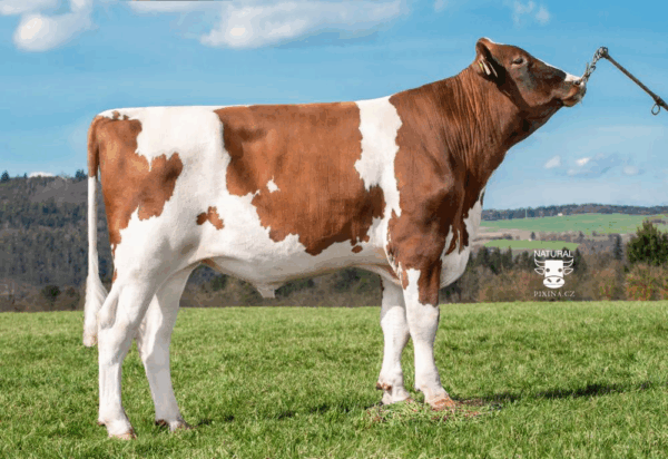Zijaanzicht van de roodbonte holstein frysian stier Sadio-Red