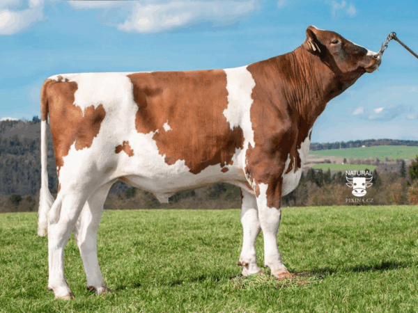Zijaanzicht van de roodbonte holstein frysian stier Sadio-Red