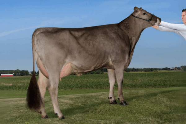 Zijaanzicht van de Dam Nor-Bert Biver Sassy van de Brown Swiss stier Saturn