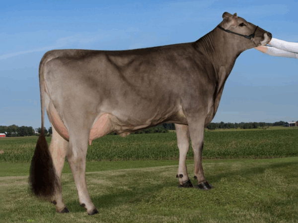 Zijaanzicht van de Dam Nor-Bert Biver Sassy van de Brown Swiss stier Saturn