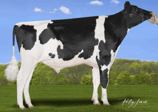 Zijaanzicht van de roodfactor holstein frysian stier Stockholm P RC