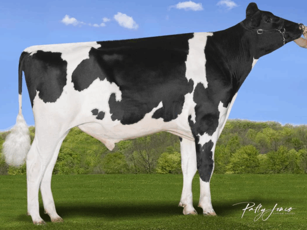 Zijaanzicht van de roodfactor holstein frysian stier Stockholm P RC