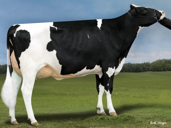 Zijaanzicht van grootmoeders moeder Genosource Dreaming Big ET van de zwartbonte holstein frysian stier Sweet Dream