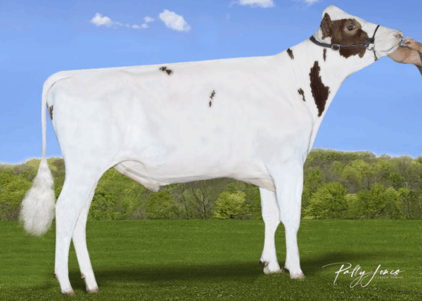 Zijaanzicht van de roodbonte holstein frysian stier Tidalwave-Red