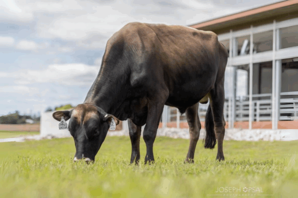 Zijaanzicht van de Jersey stier Viktor