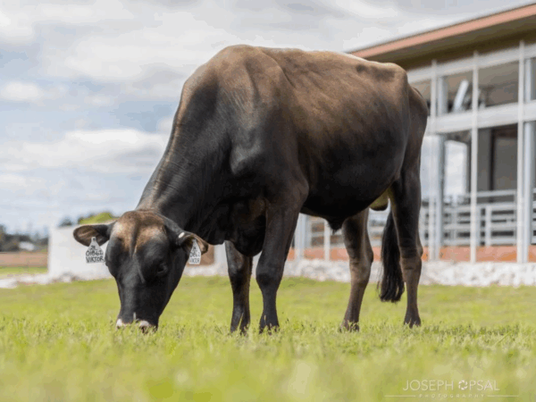 Zijaanzicht van de Jersey stier Viktor