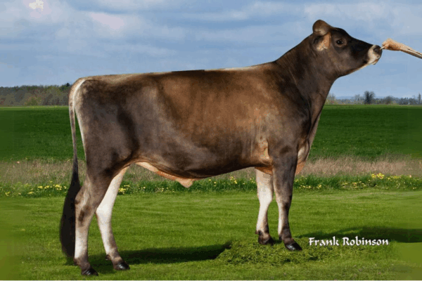 Zijaanzicht van de Jersey stier Vyton