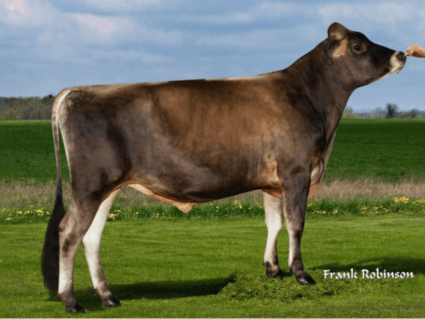 Zijaanzicht van de Jersey stier Vyton
