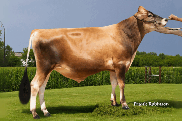 Zijaanzicht van de Jersey stier World Classic
