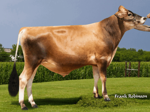 Zijaanzicht van de Jersey stier World Classic