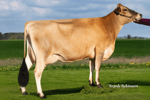 Een zijaanzicht van de DAM Ahlem Bancroft Harmony van de Jersey stier Zodi