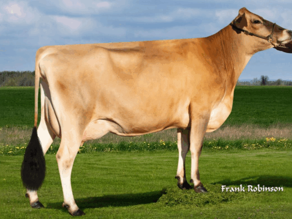 Een zijaanzicht van de DAM Ahlem Bancroft Harmony van de Jersey stier Zodi