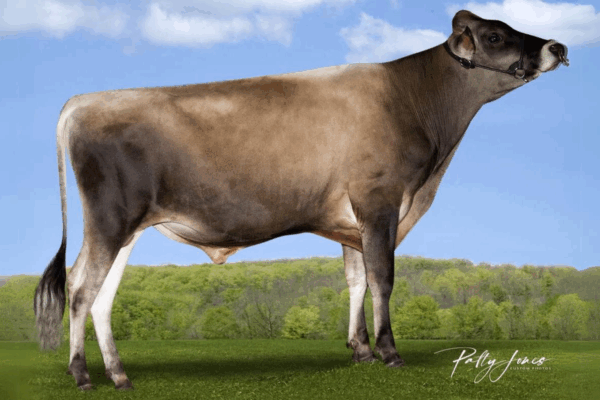 Een zijaanzicht van de Jersey stier Zodi
