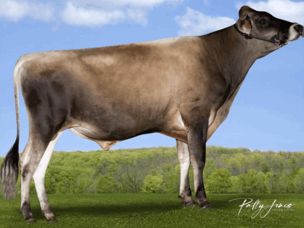 Een zijaanzicht van de Jersey stier Zodi
