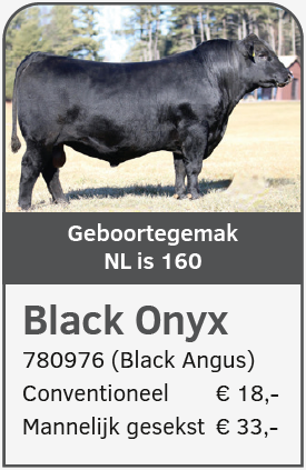 Black Onyx 780976 stier Black Angus