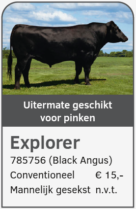 Explorer 785756 stier Black Angus