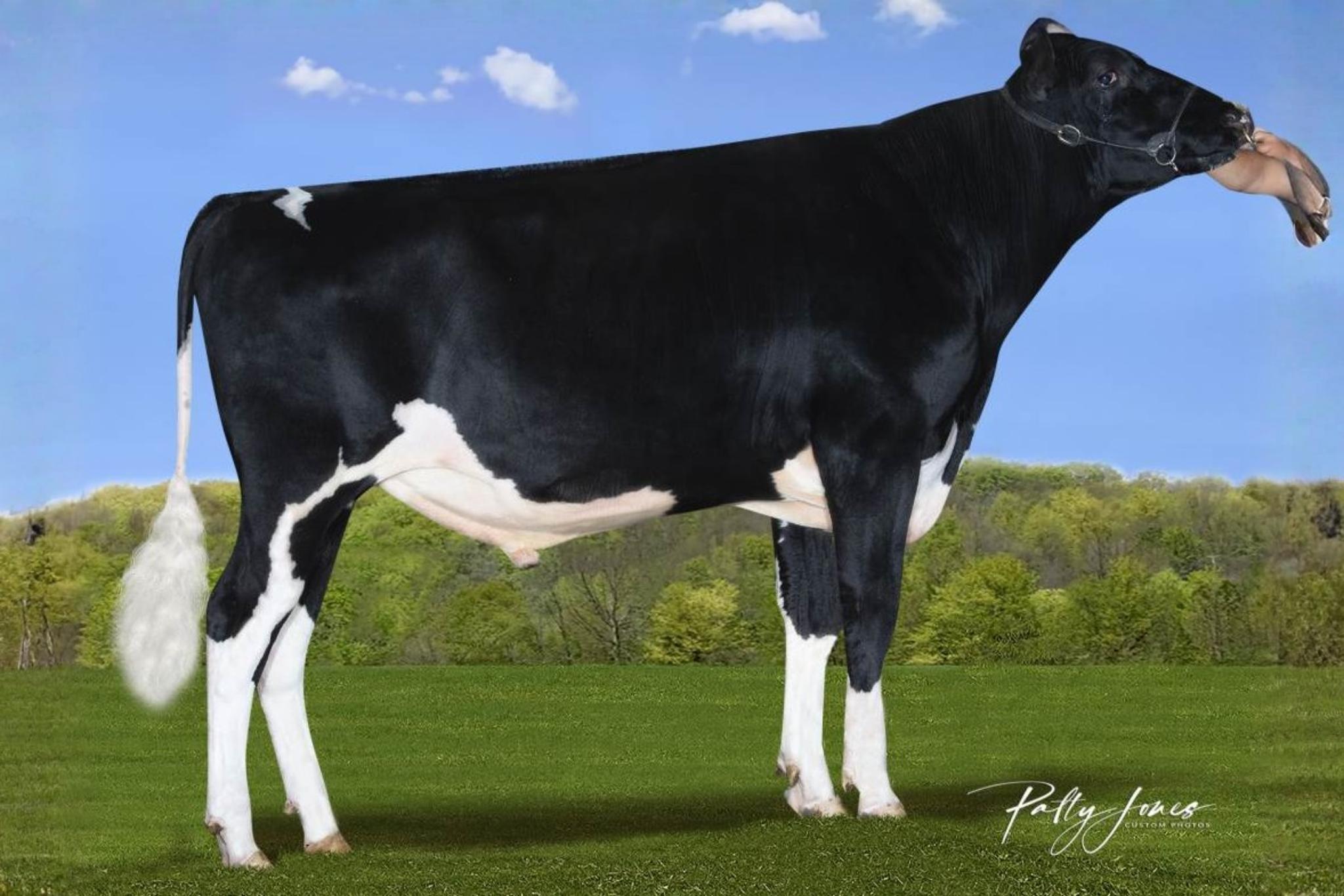 Genosource Mylo 786723 stier